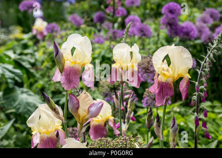 Lila und Gelb Iris wachsen in Sissinghurst Schlossgarten, Weald von Kent, England, Großbritannien Stockfoto