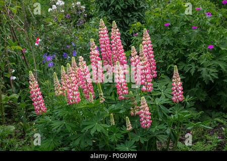 Digitalis (lila Fuchsia) wachsen in Sissinghurst Schlossgarten, Weald von Kent, England, Großbritannien Stockfoto