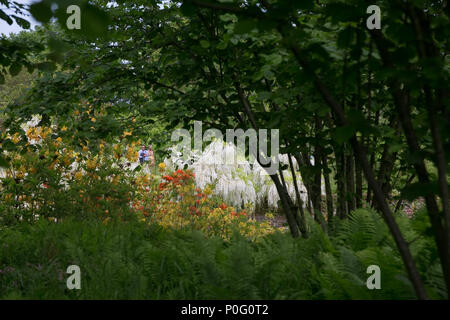 Sissinghurst Schlossgarten, Weald von Kent, England, Großbritannien Stockfoto