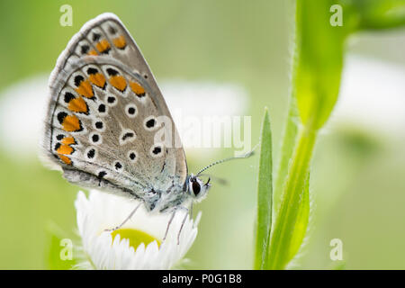 Schönen Frühlingswiese mit Schmetterling Hintergrund. Inspirierende natur Nahaufnahme Hintergrund Stockfoto