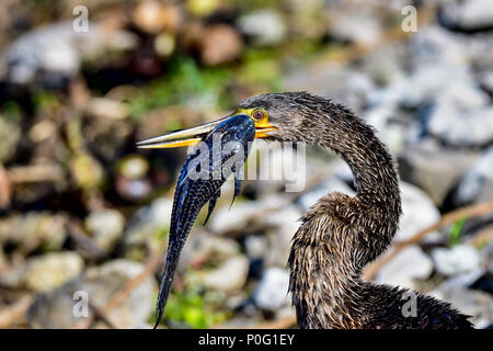 Anhinga versucht, die Fische in den richtigen Winkel zu erhalten, bevor er es in einem Zug verschlingen kann. Stockfoto