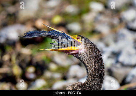 Anhinga versucht, die Fische in den richtigen Winkel zu erhalten, bevor er es in einem Zug verschlingen kann. Schließlich, Fisch findet in der Kehle. Stockfoto