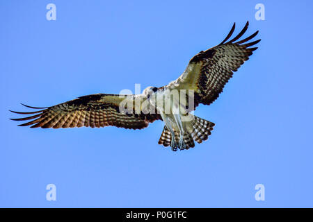 Osprey hat das nächste Ziel auf dem Anblick und bereitet sich auf einen Angriff. Stockfoto