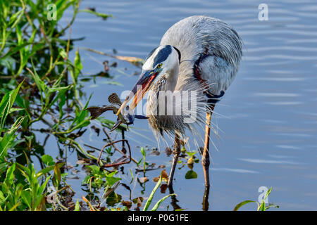 Great Blue Heron mit ersten Fang des Tages. Stockfoto