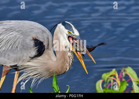 Es ist jetzt nach unten gehen. Great Blue Heron mit ersten Fang des Tages. Stockfoto