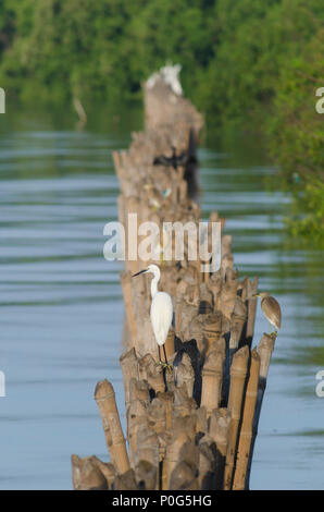 Vögel in Feuchtgebieten Stockfoto