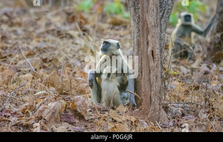 Ein Weibchen Grau Langur mit Nachwuchs auf dem Boden Stockfoto