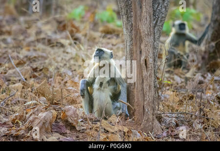 Ein Weibchen Grau Langur mit Nachwuchs auf dem Boden Stockfoto