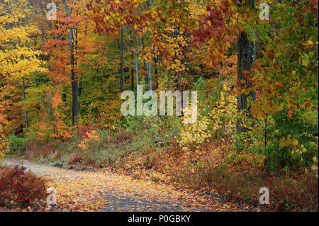 Herbst Farben auf Landstraße hinter Dublin Stadt Friedhof. Stockfoto