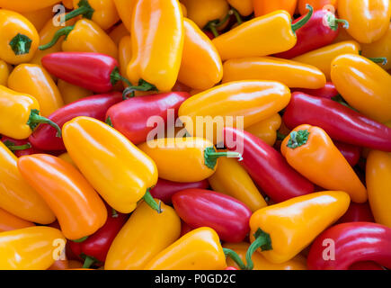 Organische frische rote, gelbe und orange jalapeño Paprika Stockfoto