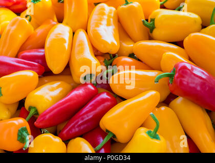 Sortiment von organischen frisches Rot, Gelb und Orange jalapeño Paprika Stockfoto