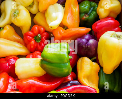 Sortiment von bunten Paprika Stockfoto