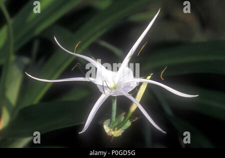 HYMENOCALLIS LITTORALIS (Common Names, Spinne, Blumen, ISMENE, SPIDER LILY, zarte Lilie oder Korb Blume) Stockfoto