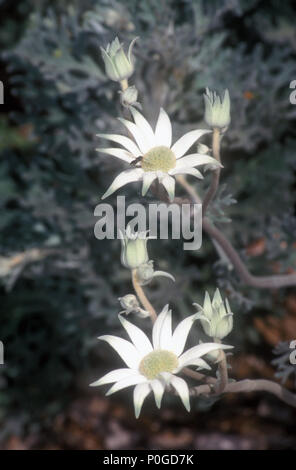 Flanell Blumen (ACTINOTUS HELIANTHI) Australien Stockfoto