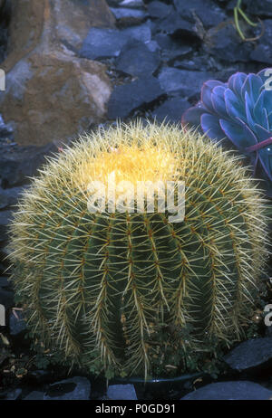 NAHAUFNAHME VON ECHINOCACTUS GRUSONII (GOLDENER FASSKAKTUS) Stockfoto