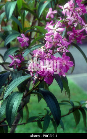 TIBOUCHINA GRANULOSAZELLEN ROSEA' KATHLEEN' Stockfoto