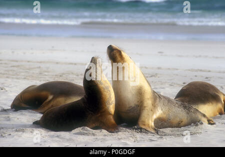 Australische Seelöwen (NEOPHOCA CINEREA) Seal Bay, Kangaroo Island, South Australia. Stockfoto