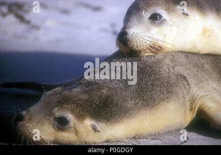 Australische Seelöwe (NEOPHOCA CINEREA) Welpe schlafen auf IT'S MUTTER ZURÜCK, Seal Bay, Kangaroo Island, South Australia. Stockfoto