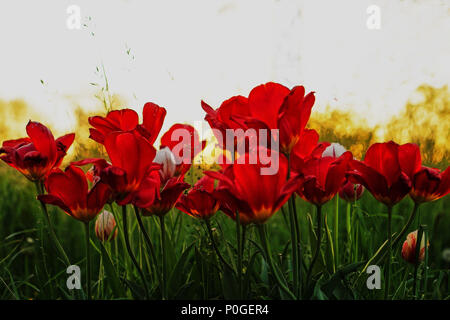 Tulpen bei Sonnenuntergang Stockfoto