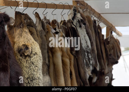 Felle (Trapping) von Bären, Wildschweine, Füchse, Wölfe und andere pelztiere Säugetier am russischen Messe. - Tätigkeitsbereich der Gegner der Verwendung von Pelz-PE Stockfoto