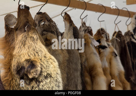 Felle (Trapping) von Bären, Wildschweine, Füchse, Wölfe und andere pelztiere Säugetier am russischen Messe. - Tätigkeitsbereich der Gegner der Verwendung von Pelz-PE Stockfoto