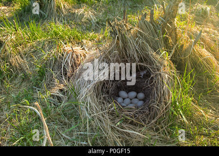 Stockenten Nest in trockenem Gras und der weichen. Ei auftritt Festlegung im April. Ostsee. Kupplung von neun weiße Eier Stockfoto