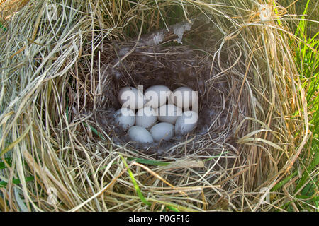 Stockenten Nest in trockenem Gras und der weichen. Ei auftritt Festlegung im April. Ostsee. Kupplung von neun weiße Eier Stockfoto