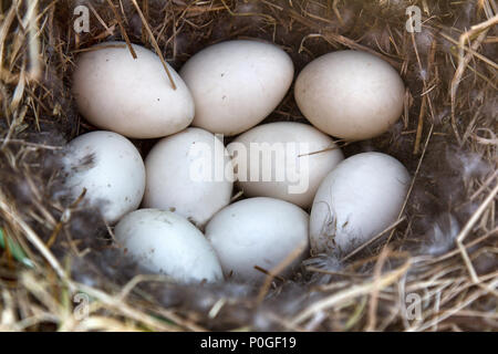 Stockenten Nest in trockenem Gras und der weichen. Ei auftritt Festlegung im April. Ostsee. Kupplung von neun weiße Eier Stockfoto