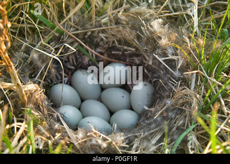 Stockenten Nest in trockenem Gras und der weichen. Ei auftritt Festlegung im April. Ostsee. Kupplung von neun weiße Eier Stockfoto