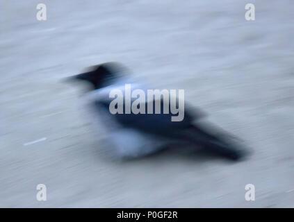 Vogel twilight Dieb. Hoodie perfekt angepasst an Mann - eine der vielversprechendsten Vogelarten für die Zukunft der Erde, unscharfe Nachtaufnahmen. Stockfoto