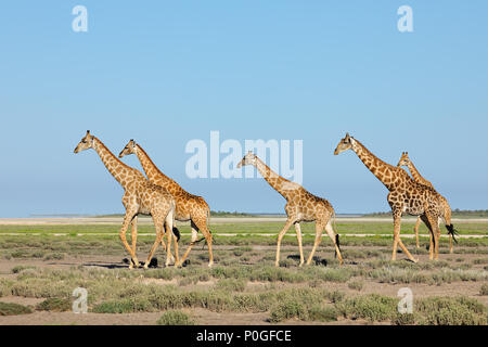 Giraffen (Giraffa Camelopardalis) zu Fuß über die Ebenen des Etosha National Park, Namibia Stockfoto