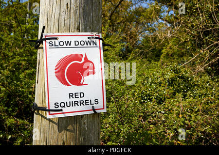 Slow down rote Eichhörnchen neben in Schottland Großbritannien Woodland Stockfoto