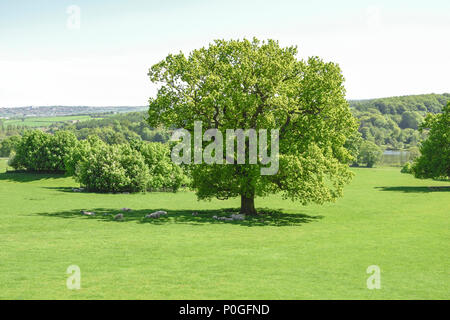 Yorkshire Sculpture Park - Schafe hütete unter dem Schatten eines prächtigen Eiche Baum an einem heißen sonnigen Tag. Bretton, UK. Stockfoto