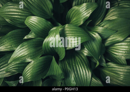 Full Frame Bild der hosta Blätter Hintergrund Stockfoto