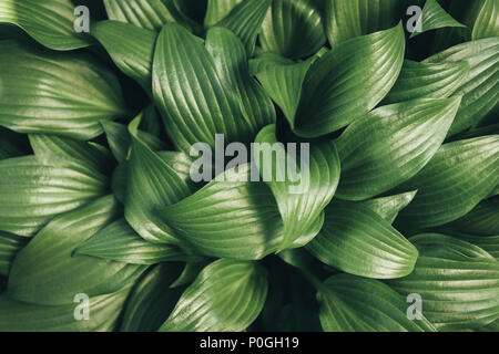 Full Frame Bild der hosta Blätter Hintergrund Stockfoto