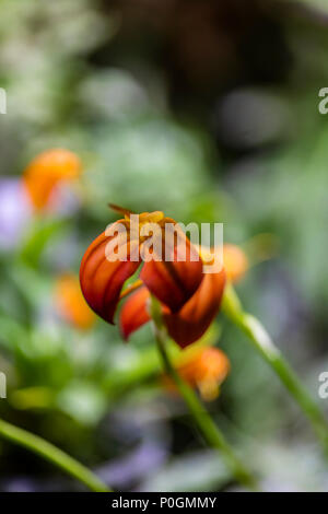 Rot Orange Orchidee Blumen (Masdevallia pratensis) Stockfoto