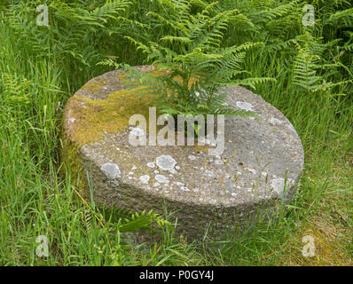 Bracken in und um mühlsteine lag auf dem Boden im Bole Hill Steinbruch wächst, nach dem Zusammenbruch des Marktes verlassen Stockfoto