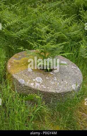 Bracken in und um mühlsteine lag auf dem Boden im Bole Hill Steinbruch wächst, nach dem Zusammenbruch des Marktes verlassen Stockfoto