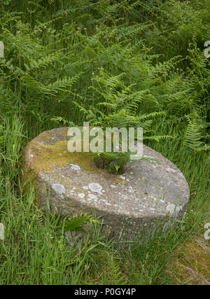 Bracken in und um mühlsteine lag auf dem Boden im Bole Hill Steinbruch wächst, nach dem Zusammenbruch des Marktes verlassen Stockfoto