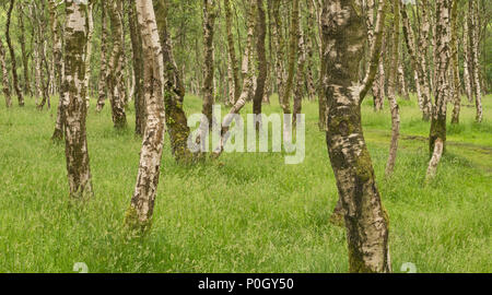 Trunks Silber Birken wachsen unter Gras in stillgelegten Steinbruch Stockfoto