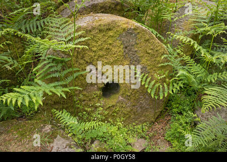 Bracken in und um mühlsteine lag auf dem Boden im Bole Hill Steinbruch wächst, nach dem Zusammenbruch des Marktes verlassen Stockfoto