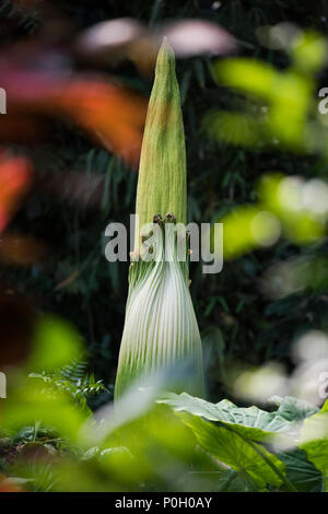 Ein Titan Arum im Eden Project (Sommer 2018). Stockfoto