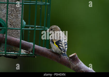 Stieglitz. Carduelis carduelis. Einzelne junge Saat des Schrägförderers. West Midlands. Britische Inseln. Stockfoto