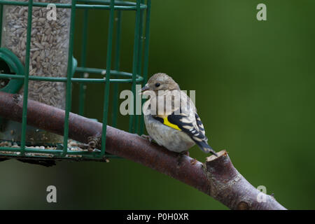 Stieglitz. Carduelis carduelis. Einzelne junge Saat des Schrägförderers. West Midlands. Britische Inseln. Stockfoto