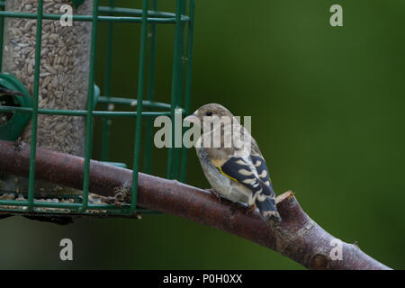 Stieglitz. Carduelis carduelis. Einzelne junge Saat des Schrägförderers thront. West Midlands. Britische Inseln. Stockfoto