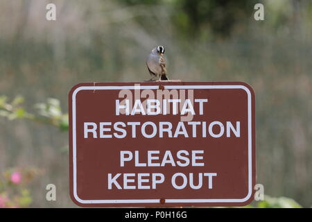 Weiß - gekrönte Spatz thront auf einem Habitat Restauration anmelden Stockfoto