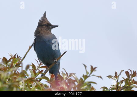 Die thront Steller Jay Stockfoto