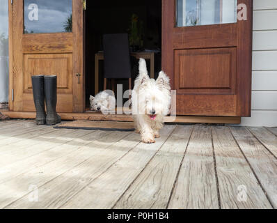 Scruffy Westie Hund wandern aus offenen Bauernhaus Tür auf Deck - ein West Highland Terrier liegt im Hintergrund - in neuen Zeala fotografiert. Stockfoto