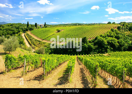 Weinberge in der Nähe von Montalcino im Val d'Orcia, Toskana, Italien. Montalcino ist berühmt für seinen Brunello di Montalcino Wein. Stockfoto