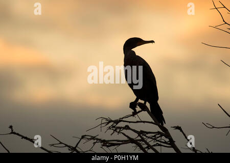 Doppelklicken Kormoran (Phalacrocorax auritus) Silhouette crested, Wakodahatchee Feuchtgebiete, Delray Beach, Florida Stockfoto